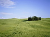 Cypresses on a meadow in the Tuscany Photographic Print by Eberhard Streichan
