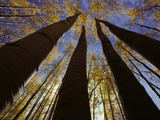 Towering Aspens Photographic Print by Craig Aurness