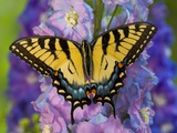 Female Eastern Tiger Swallowtail Butterfly on Delphinium Photographic Print by Darrell Gulin