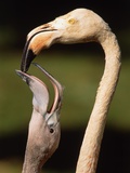 Rose coloured flamingo feeding fledgling Photographic Print by Herbert Kehrer