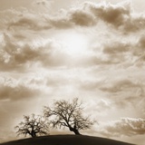 Trees and Cloudy Sky Reprodukcja zdjęcia autor JoSon Trees and Cloudy Sky Reprodukcja zdjęcia autor JoSon