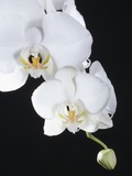 White Orchid Photographic Print by John-Francis Bourke