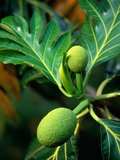 Breadfruit tree on Jamaica Photographic Print by Rainer Hackenberg