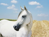 White Horse on Stubble Field Photographie par Birgid Allig