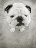 Bulldog Looking up Photographic Print by Elizabeth Etienne