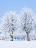 Trees in Winter Photographic Print by Frank Krahmer