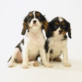 Cavalier King Charles Spaniel Puppies Photographic Print by Pat Doyle