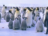 Emperor penguin with young animal Photographic Print by Hans Reinhard