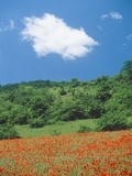 Poppy meadow in landscape Photographic Print by Rolf W. Hapke