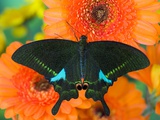 Paris Peacock Butterfly on Orange Gerber Daisy Photographic Print by Darrell Gulin