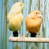Two canaries sitting on a pole Photographic Print by Hans Reinhard