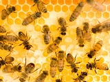 Busy Bees Photographic Print by Ted Horowitz