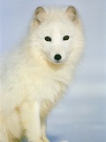 Polar fox sitting in the snow Photographic Print by Theo Allofs