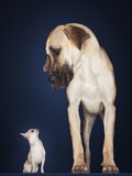 Toy Chihuahua and Great Dane Photographic Print