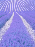 Blooming lavender in lines Photographic Print by Herbert Kehrer
