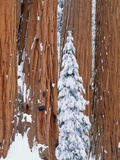 Conifer and redwood forest in winter Photographic Print by Theo Allofs