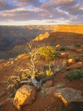 Rocks and Shrubs at the Grand Canyon Photographic Print by George H.H. Huey
