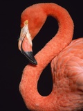 American flamingo Photographic Print by Herbert Kehrer