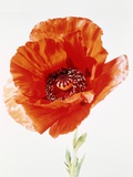 Red poppy Photographic Print by Josh Westrich