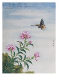 Chinese Watercolor of a Moth and Pink Carnations Giclee Print