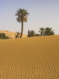 Palm Trees in Desert Photographic Print by Frank Lukasseck