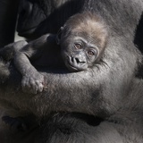 Baby Gorilla Being Held by Mother Photographic Print