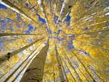 Quaking Aspen Grove in Fall, Colorado Fotografie-Druck von John Eastcott & Yva Momatiuk