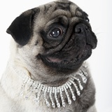 Pug Wearing Pearl Necklace Photographic Print