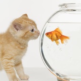 Kitten and Goldfish Looking at Each Other Photographic Print