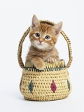 Orange Tabby Kitten in Basket Photographic Print by Pat Doyle