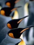Group of king penguins Photographie par Theo Allofs