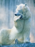 Polar bear yawning in zoo enclosure Photographic Print by Herbert Kehrer