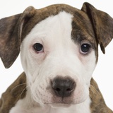 Portrait of a pitbull puppy Photographic Print
