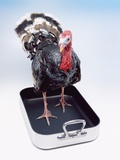 Turkey Standing in Cooking Pan Photographic Print by Peter Dazeley
