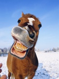 Horse Photographic Print by Herbert Spichtinger