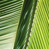 Frond Photographic Print by Ingolf Hatz
