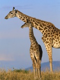 Masai Giraffes Fotografisk tryk af John Eastcott & Yva Momatiuk