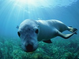 Sea lion Fotografisk trykk av Gary Bell Sea lion Fotografisk trykk av Gary Bell