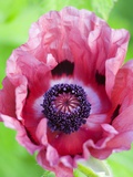 Pink Poppy in Bloom Photographic Print by Mark Bolton