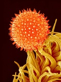 Mallow Plant Pollen Magnified 600 Times Photographic Print by Micro Discovery 