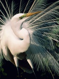 Grande aigrette Photographie par Theo Allofs
