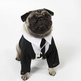 Pug Wearing Shirt, Tie and Necklace Photographie