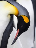 King Penguin Photographic Print by Keren Su