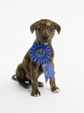 Pit Bull Puppy with 1st Place Ribbon Photographic Print by Pat Doyle