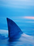 Shark's Dorsal Fin Cutting Surface of Water Photographic Print by Randy Faris