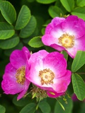 Pink Flowers Photographic Print by Mark Bolton
