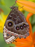 Blue Morpho Resting on an Orange Asiatic Lily Photographic Print by Darrell Gulin