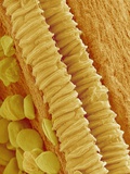 Gladiolus Pollen in Anther Photographic Print by Micro Discovery 