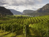 Landscape of Winery Photographic Print by Benjamin Rondel