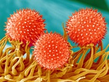 Mallow Plant Pollen Magnified 300 Times Photographic Print by Micro Discovery 